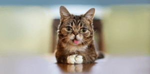 Lil Bub Meet & Greet and Multimedia Experience @ Catsbury Park | Asbury Park | New Jersey | United States