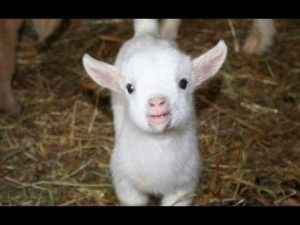 Fundraiser: Goat Baby Shower @ Allaire Community Farm  | Wall Township | New Jersey | United States