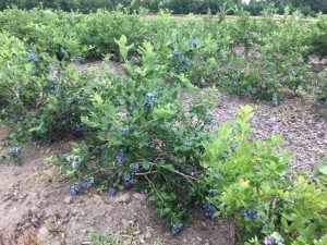 Blueberry Picking @ Happy Day Farm | Manalapan Township | New Jersey | United States
