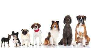 Dog Yappy Hour @ Ocean County Park | Lakewood Township | New Jersey | United States
