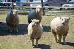Sheep Shearing @ Historic Longstreet Farm | Holmdel | New Jersey | United States