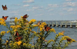 Science Saturday: Earth Day Native Plant Sale @ Long Beach Island Foundation of the Arts & Sciences